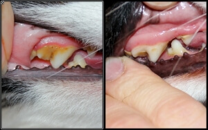 canident cleans dogs teeth