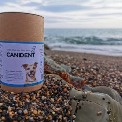 Canident for the natural control of tartar in dogs